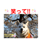 赤いりぼんの可愛い仲間達⑦（個別スタンプ：18）