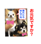 赤いりぼんの可愛い仲間達⑦（個別スタンプ：22）