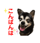 赤いりぼんの可愛い仲間達⑦（個別スタンプ：23）