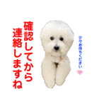 赤いりぼんの可愛い仲間達⑦（個別スタンプ：25）