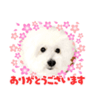 赤いりぼんの可愛い仲間達⑦（個別スタンプ：26）