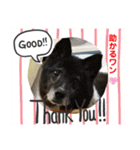 赤いりぼんの可愛い仲間達⑦（個別スタンプ：29）