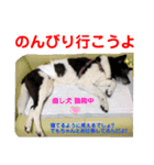 赤いりぼんの可愛い仲間達⑦（個別スタンプ：30）