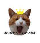 愛猫てんまの日常④（個別スタンプ：1）