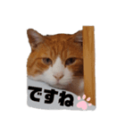 愛猫てんまの日常④（個別スタンプ：5）