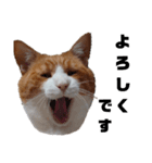 愛猫てんまの日常④（個別スタンプ：6）