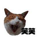 愛猫てんまの日常④（個別スタンプ：8）