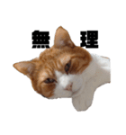 愛猫てんまの日常④（個別スタンプ：9）