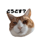 愛猫てんまの日常④（個別スタンプ：10）