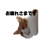 愛猫てんまの日常④（個別スタンプ：11）