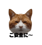 愛猫てんまの日常④（個別スタンプ：12）