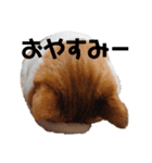 愛猫てんまの日常④（個別スタンプ：13）