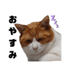 愛猫てんまの日常④（個別スタンプ：14）