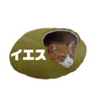愛猫てんまの日常④（個別スタンプ：16）