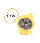 茶太郎えりちんスタンプ（個別スタンプ：5）