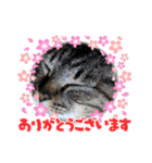 茶太郎えりちんスタンプ（個別スタンプ：6）
