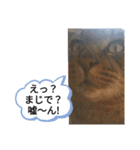 茶太郎えりちんスタンプ（個別スタンプ：7）
