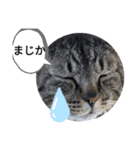 茶太郎えりちんスタンプ（個別スタンプ：8）