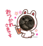 cat.Marquis（個別スタンプ：1）