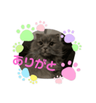 cat.Marquis（個別スタンプ：3）