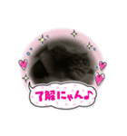 cat.Marquis（個別スタンプ：4）