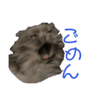 cat.Marquis（個別スタンプ：5）
