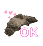 cat.Marquis（個別スタンプ：6）