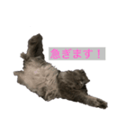 cat.Marquis（個別スタンプ：7）