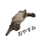 cat.Marquis（個別スタンプ：8）