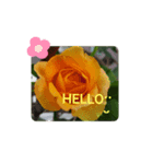 お花で挨拶❁（個別スタンプ：1）