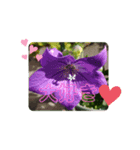 お花で挨拶❁（個別スタンプ：2）