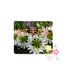 お花で挨拶❁（個別スタンプ：5）