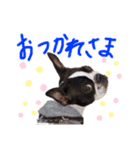 Boston terrier Nory stamp2（個別スタンプ：3）