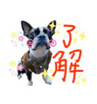 Boston terrier Nory stamp2（個別スタンプ：4）