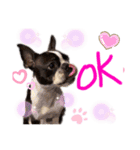 Boston terrier Nory stamp2（個別スタンプ：5）