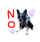 Boston terrier Nory stamp2（個別スタンプ：6）