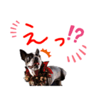 Boston terrier Nory stamp2（個別スタンプ：8）
