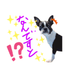 Boston terrier Nory stamp2（個別スタンプ：9）