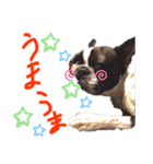 Boston terrier Nory stamp2（個別スタンプ：11）