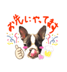 Boston terrier Nory stamp2（個別スタンプ：12）