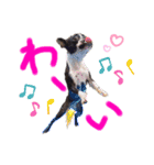 Boston terrier Nory stamp2（個別スタンプ：14）