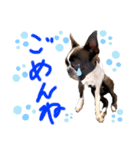 Boston terrier Nory stamp2（個別スタンプ：15）