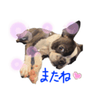 Boston terrier Nory stamp2（個別スタンプ：16）