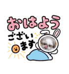 つくしとすみれ シーズー（個別スタンプ：1）