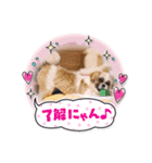 つくしとすみれ シーズー（個別スタンプ：4）
