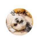 つくしとすみれ2 シーズー（個別スタンプ：6）
