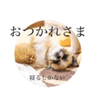つくしとすみれ2 シーズー（個別スタンプ：8）