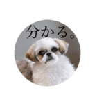 つくしとすみれ2 シーズー（個別スタンプ：10）
