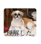 つくしとすみれ2 シーズー（個別スタンプ：15）