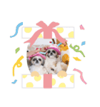 つくしとすみれ2 シーズー（個別スタンプ：16）